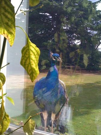 Peacock at the window