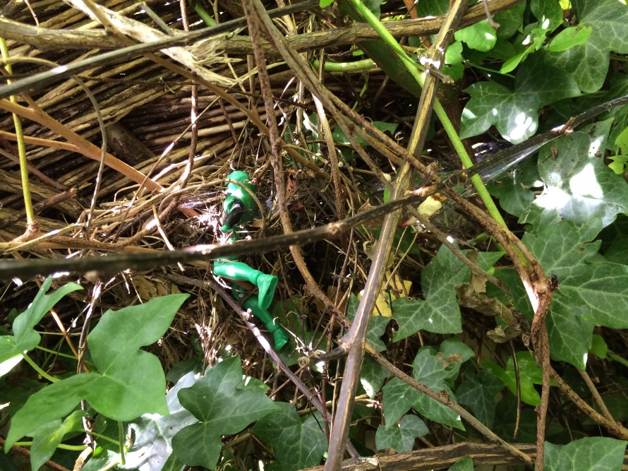 Power ranger in a blackbird nest. 