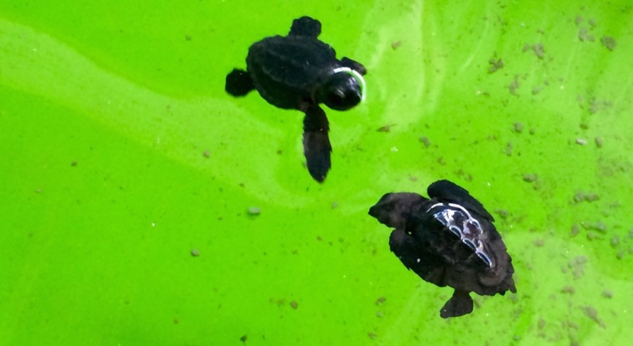 Baby turtles at the rescue centre