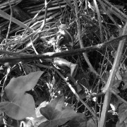 Power Ranger in a blackbird nest