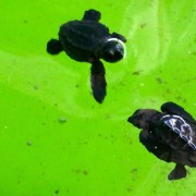 Baby turtles at the rescue centre