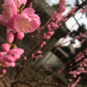 Beijing in blossom