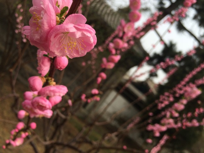 Beijing in blossom