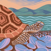 Orlebar Brown Tortoise Negotation illustration by Nick Hayes